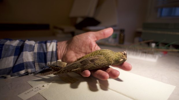A scene from the documentary showing a night parrot.