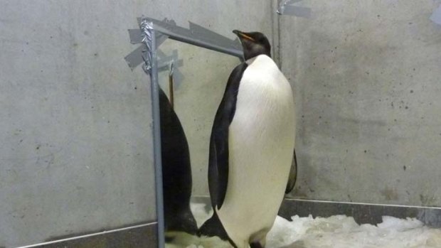 Going home ...  the emperor penguin who was found washed-up in Wellington in mid-June is finally leaving the comforts of the Wellington Zoo.