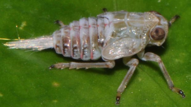 The tiny insect known as the planthopper (Issus coleopteratus) has provided evidence that the powerful jumps of insects are made possible by interacting gears in the hind legs.