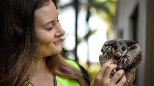 Hello, possum: WIRES volunteer Natalie Higgs and a baby brushtail possum.