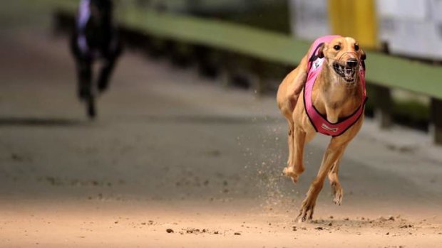 "A parliamentary inquiry will shine much-needed light on the greyhound racing code, which has been plagued by claims of mismanagement and animal mistreatment."