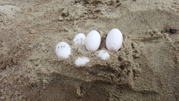 These eggs, which an expert believes had come from a snake, were removed by FAWNA from a local Laurieton school sandpit. 