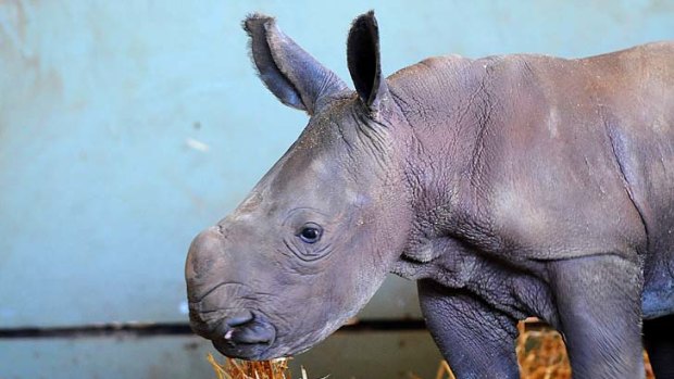 Australia Zoo's new baby rhino.