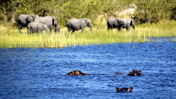 Hippos and elephants abound on the Selinda canoe trail.