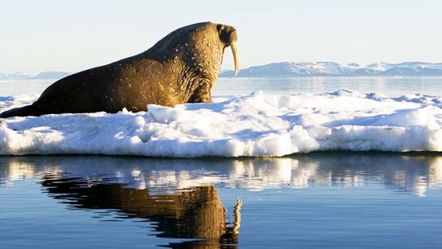Ice and easy ... walrus sightings were a highlight of the tour.