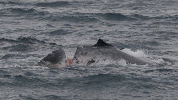 Cut to the bone. An unknown fate awaited this humpback whale after a vessel sliced into its back off the Whitsunday Islands, Queensland.