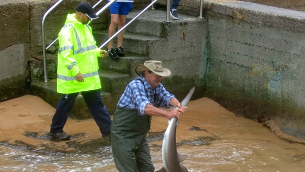 ‘‘Nasty bite’’ ... council workers wrestle with the bronze whaler discovered at Avalon yesterday.