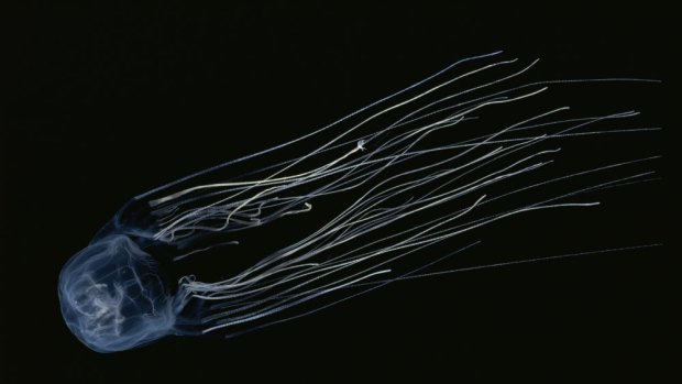  A full-grown box jellyfish swims with its tentacles streaming behind it.
