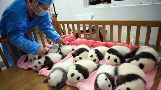 Panda cubs nap in the nursery.