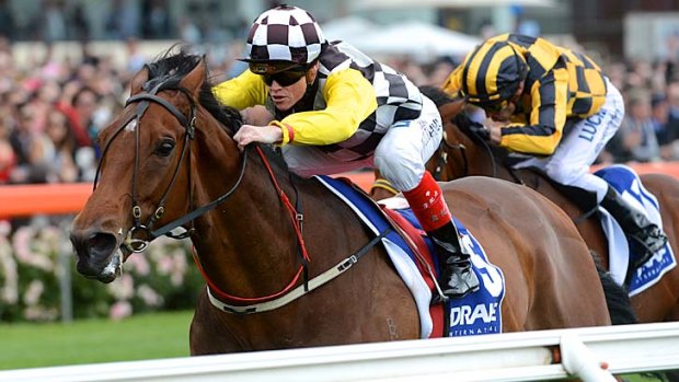 Grand campaigner: Craig Williams steers Precedence to victory at Moonee Valley on Saturday.