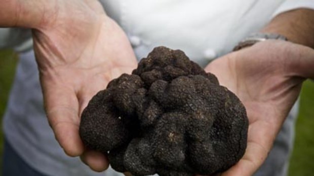 Truffle is a delicacy.