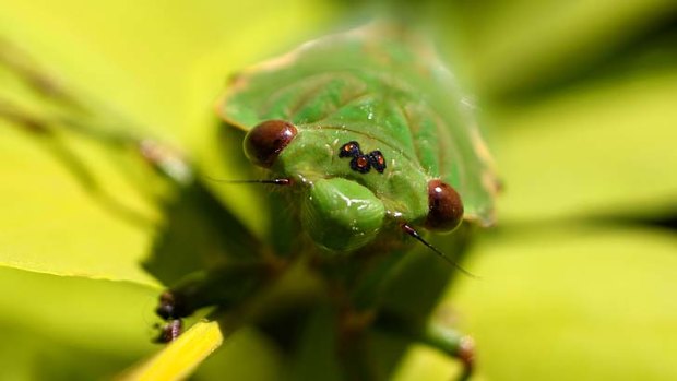 A season opener ... the Green Grocer Cicada.