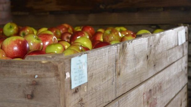 Synthetic gas keeping fruit "fresh": Apples in cold storage in Orange, NSW.
