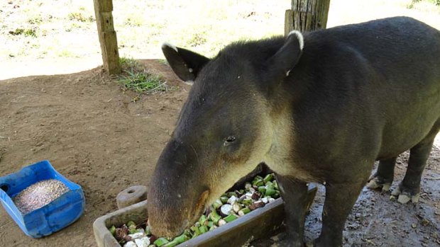 Animal rescue... tapirs are cared for at La MarinaWildlife Rescue Centre.