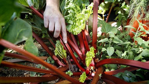 Vegetable power: Rhubarb and other green plants may be the key to a new generation of long-life, renewable battery.
