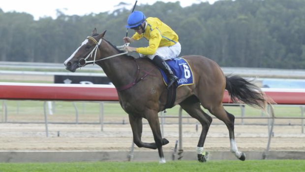 Jockey Peter Robl rides Assail to victory at Wyong in a Magic Millions qualifier.