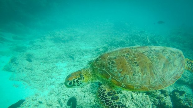 The Queensland government says the UNESCO report recognises its hard work to protect the reef.
