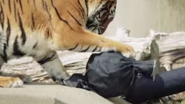 A tiger at a zoo in China attacks toys covered in denim. The cloth was then used to make jeans.