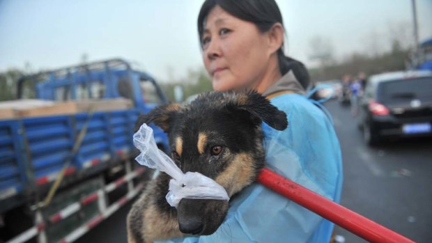 A Chinese animal lover rescues a sick dog after a convoy of trucks carrying some 500 dogs to be sold as meat, were stopped along a highway in Beijing.