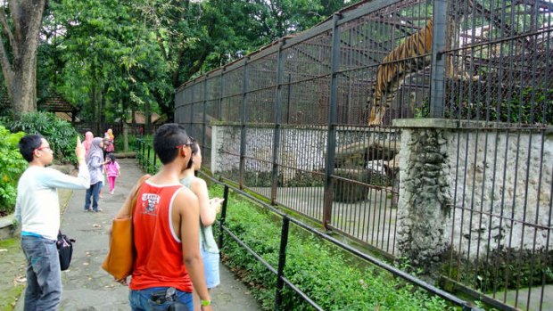 Visitors to Surabaya Zoo look at Bengal Tigers in old cages built in approximately the 1920s.