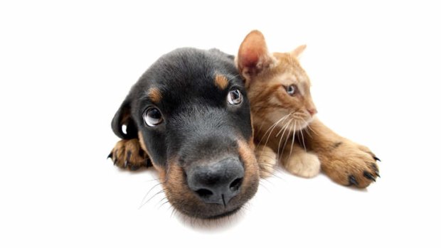 The truth about cats and dogs: Christine Jackman ponders.