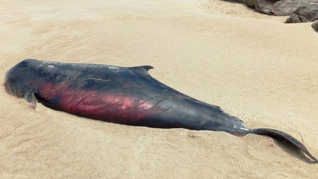 Carl Svendsen found this whale washed up on Great Keppel Island.