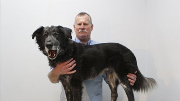 Sick as a dog ... vet Gary Ashton, with Buddy, has noticed a rise in parvovirus cases.