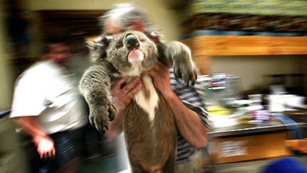 Dr David Lucas moves a koala after its vasectomy at his Snake Island surgery.