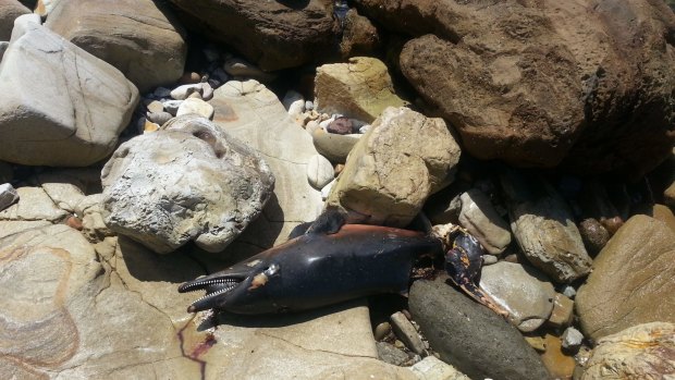 A dolphin missing its tail was possibly killed by a shark.