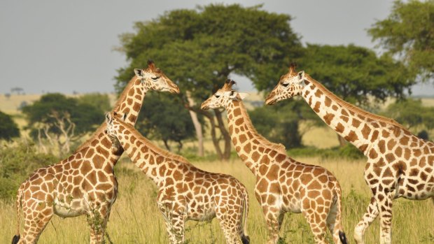 Enigmatic: Giraffes may be popular - a staple of zoos, corporate logos and the plush toy industry - but, until recently, almost no one studied giraffes in the field.