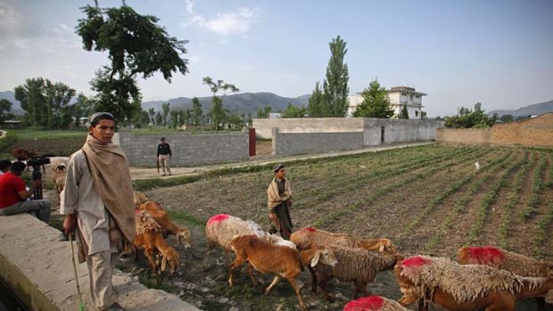 Boys herd sheep past the compound where Osama bin Laden lived.