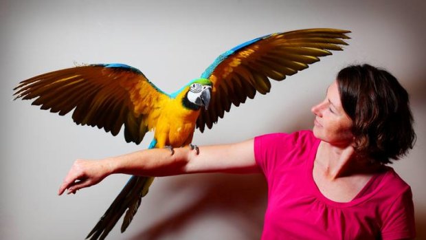 Stolen and returned last year ... Lisa Barrett with her macaw Lotto.