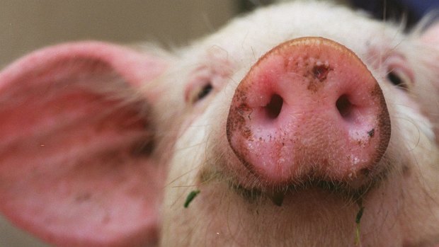 Five piglets were allegedly stolen from a home near Cranbourne (not pictured).
