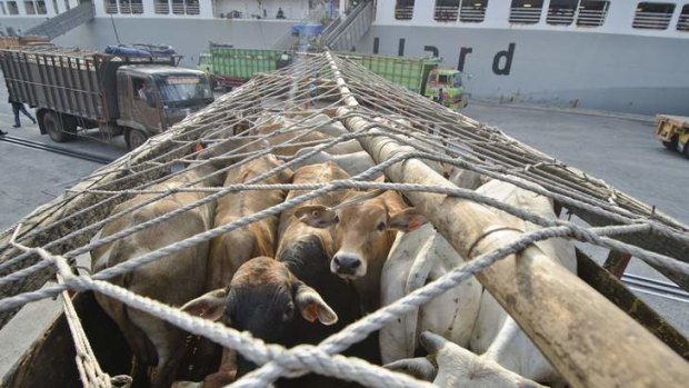 Rush order: Australian cattle waiting at an Indonesian port on Tuesday.