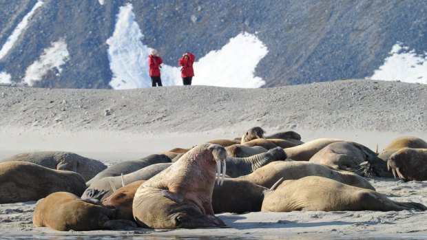 See walruses in the Arctic provinces.