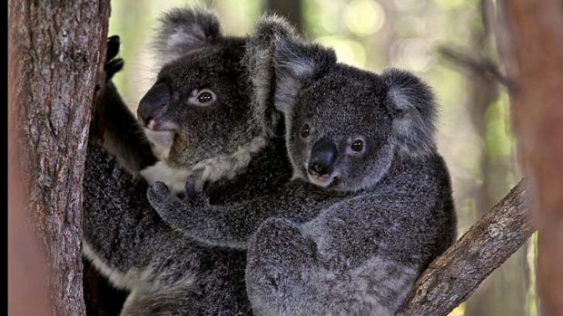 A rare sight: Koalas have been forced out of their normal habitats following recent bushfires.