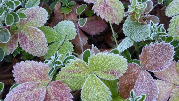 Field strawberry leaves neatly decorated by frost in June. 
  