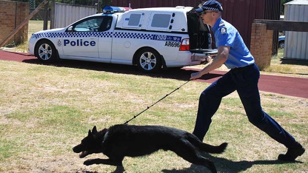 Vector and 18 other German shepherds are out to assist police officers on weekends. Photo: Rhianna King