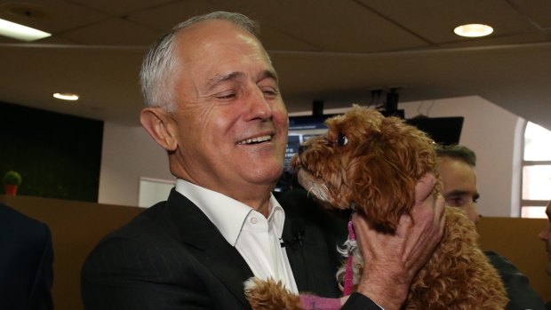 Mr Turnbull and Milly the cavoodle.