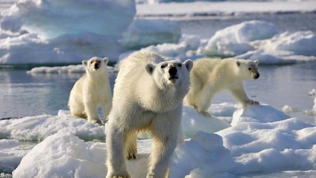 Controversy ... a polar bear birth was filmed in a zoo for popular TV programme Frozen Planet.