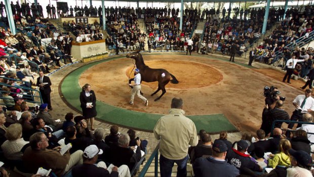 Scientific plan: Selecting a yearling may be easier with Matchem Racing.