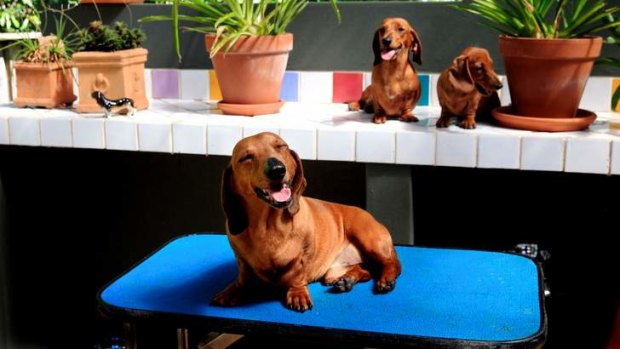 For old time's sake: The dachshund was incredibly popular in the 1960s, and is now coming back into vogue, possibly because of a sense of nostalgia.