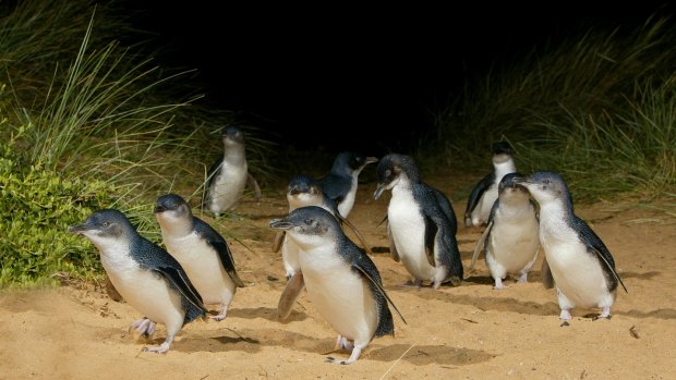 Phillip Island is the world's largest little penguin colony.