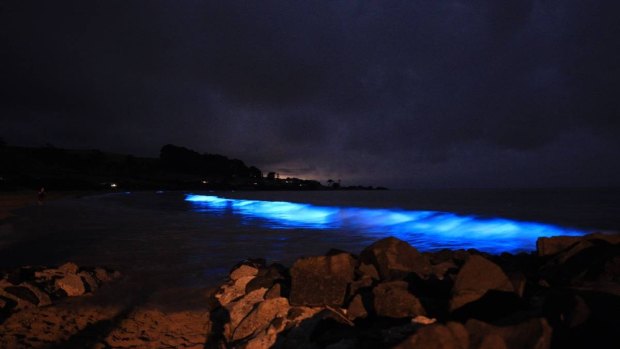 Preserved on film: Bioluminescence is caused by distressed phytoplankton.
