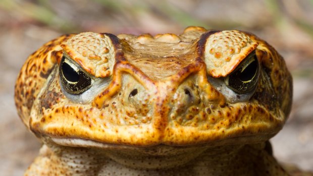 The male and female toads could have sparked a satellite population.