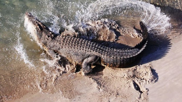 A salt-water crocodile.