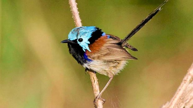Researchers measured many types of birds, including the variegated fairy-wren, and concluded he birds were adapting to global warming by getting smaller.