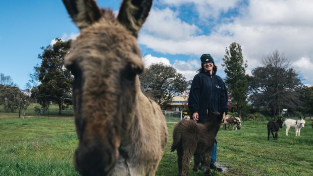 Breeder Joan Young says the affectionate nature of miniature donkeys make them great companions.