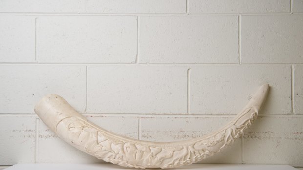 The 7-kilogram ivory tusk.