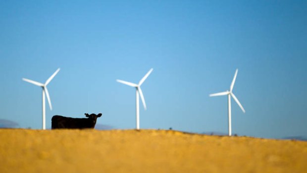 Green power: Wind turbines on Capital Wind Farm in Bungendore.